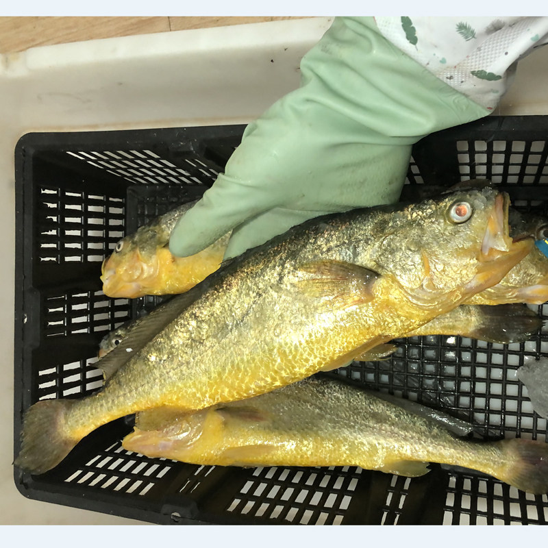 今夜现捕半野野生大黄鱼海鲜鲜活野养黄花鱼黄瓜黄鱼