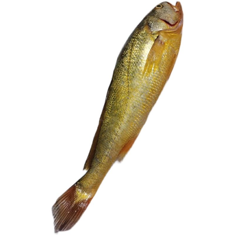 正宗海钓野生大黄鱼海天然黄花鱼海鲜新鲜野生海鱼宝宝黄鱼