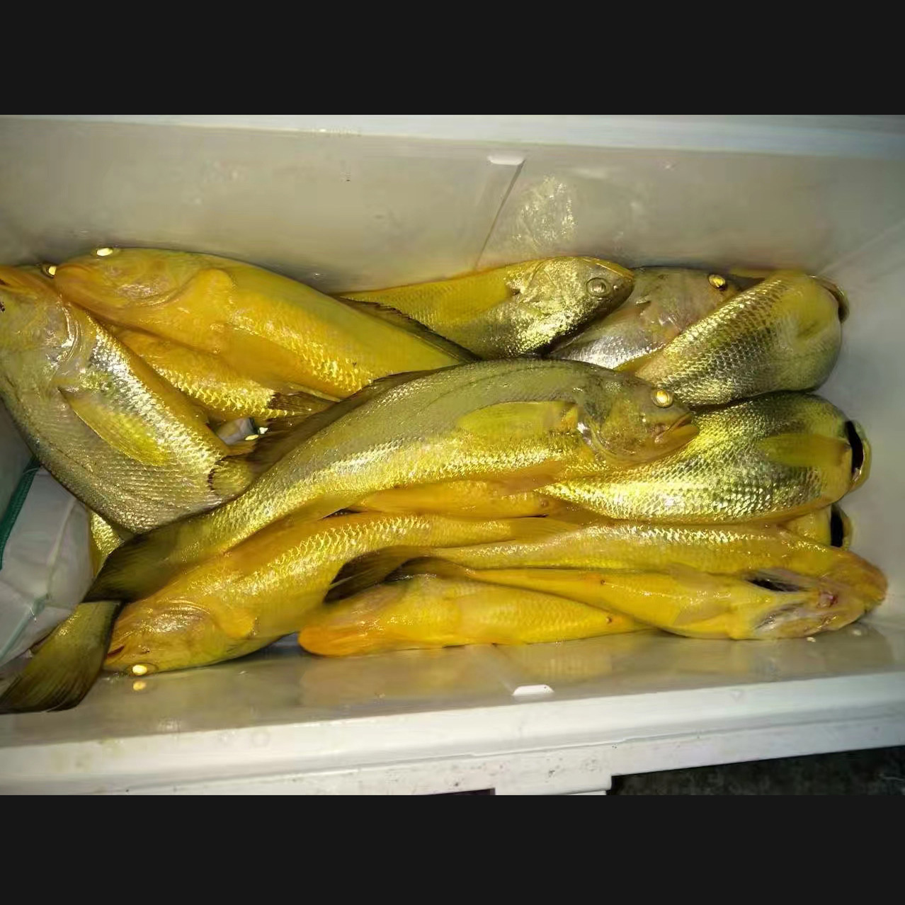 东海正宗野生大黄鱼海新鲜天然鲜活海鱼黄花鱼黄瓜黄鱼