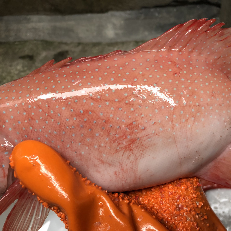 东海海深海东星海钓鲜活野生石斑鱼海鱼1条16斤共斑鱼