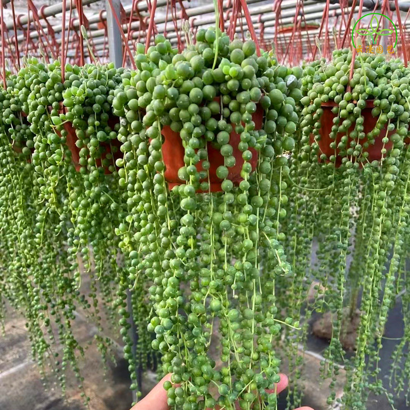 佛珠吊兰特价包邮带发货悬挂垂吊多肉植物室内多肉植物