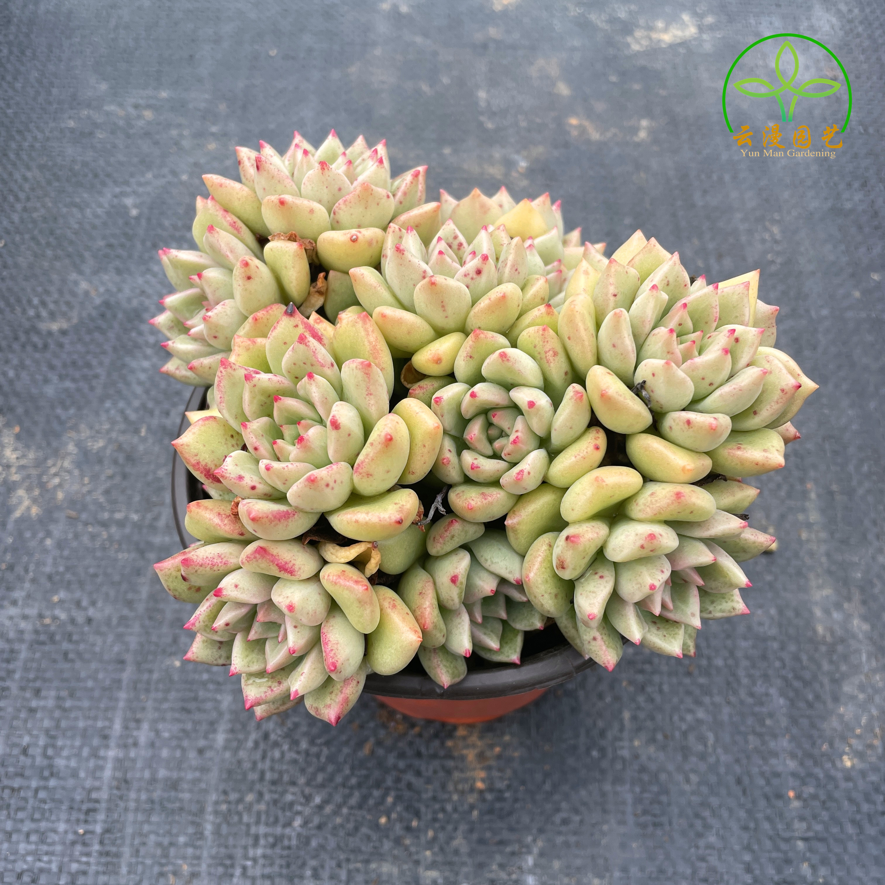 糖心璀璨稀有品种多植物精品货老桩肉肉花卉盆栽多肉植物
