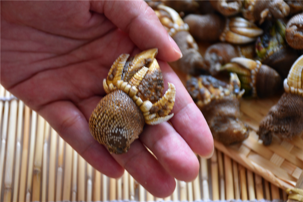 现货特大佛手鸡爪鲜活鬼爪鹅颈藤壶海鸡脚螺狗海螺