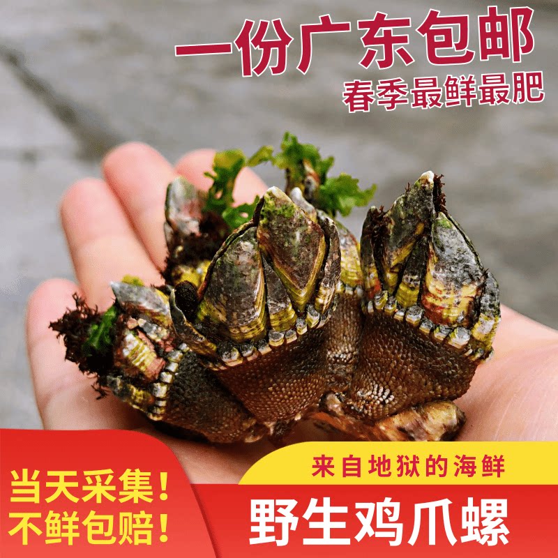 新鲜佛手鬼爪鸡爪螺藤壶海鲜鸡脚螺狗爪螺龟足贝类制品