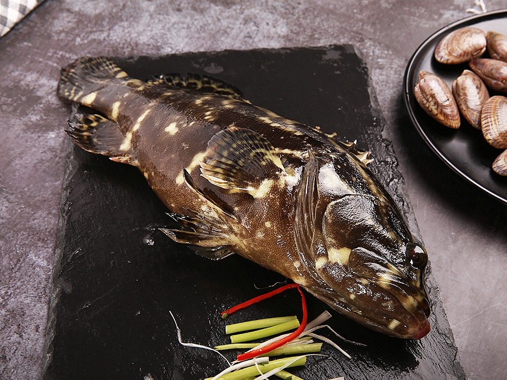 阳江斑龙老虎龙胆鱼龙龙趸特产石斑鱼大石野生斑鱼