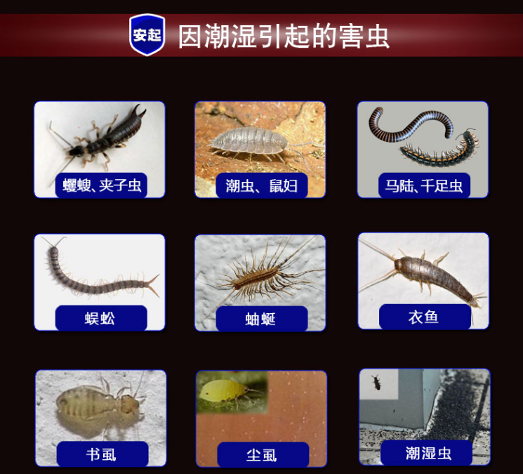 潮湿虫药家用杀虫剂花盆下水道卫生间专杀鼠妇潮虫杀虫剂卫生农药
