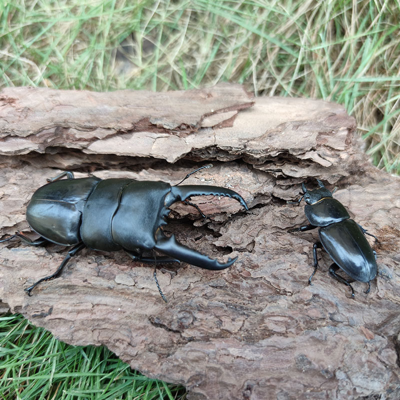 甲虫中华华大锹甲成虫活体宠物果冻食物巨型特色爬宠