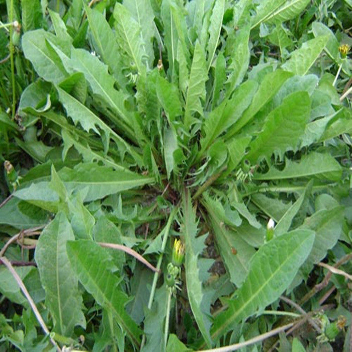 东北野菜刺嫩芽刺老芽刺龙芽500克2斤包邮蘸酱菜应季新鲜过季速冻