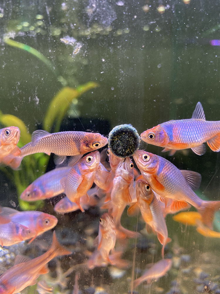 彩虹精灵鱼原生冷水耐寒群游草缸鱼卢伦真小鲤鱼