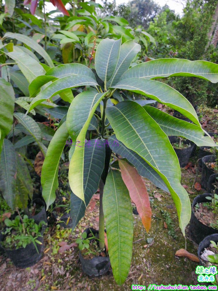 芒果树苗芒果树芒苗嫁接金煌果苗南北方种植水果果树