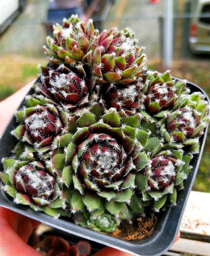 凌樱多肉系列长生拉丝牡丹烟熏蛋糕羊绒芙蓉多肉植物