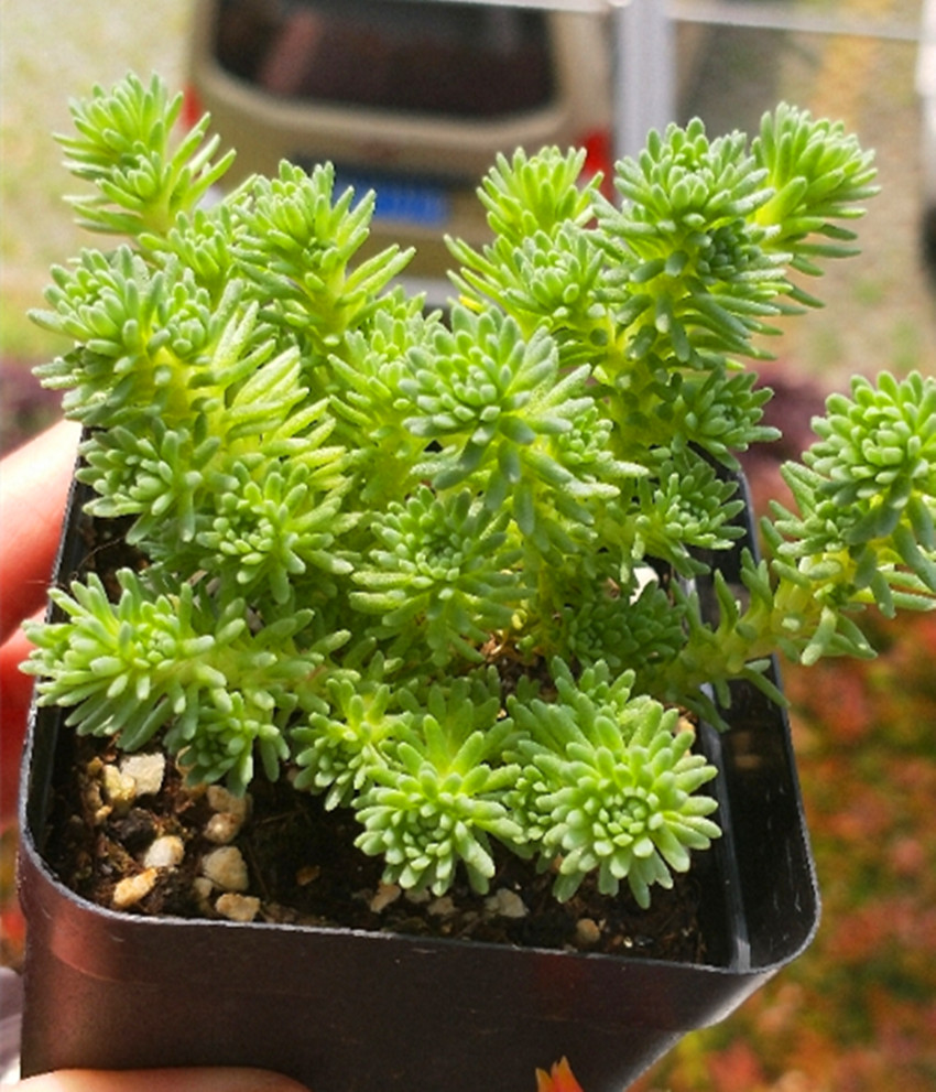 阳台盆栽 多肉植物 景天科景天属 小松绿 球松 皓鲜多肉馆