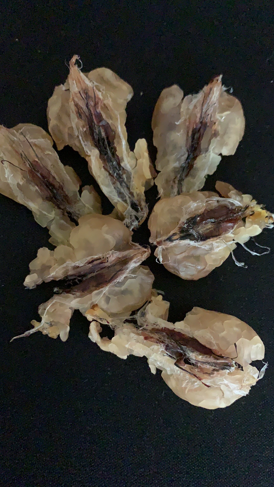 蛙油大块雪蛤油林林蛙干一份25克可装盒长白山正品雪蛤油