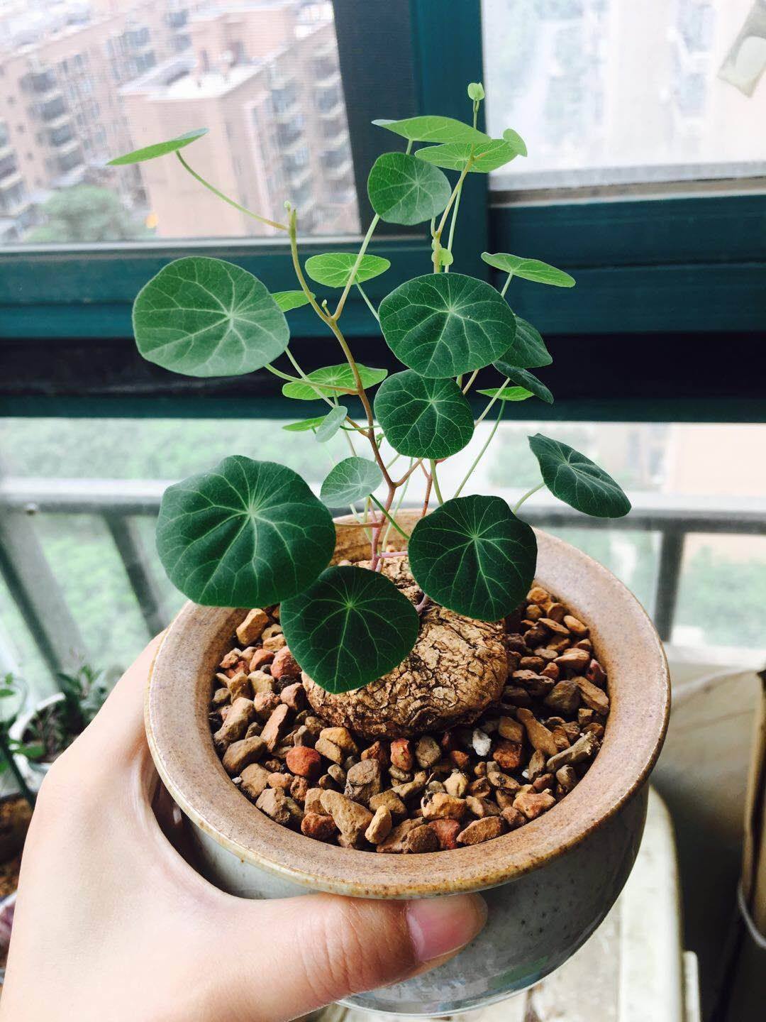 多肉植物团购不包邮 野生紫藤小叶地不容精品招财龟山乌龟金不换