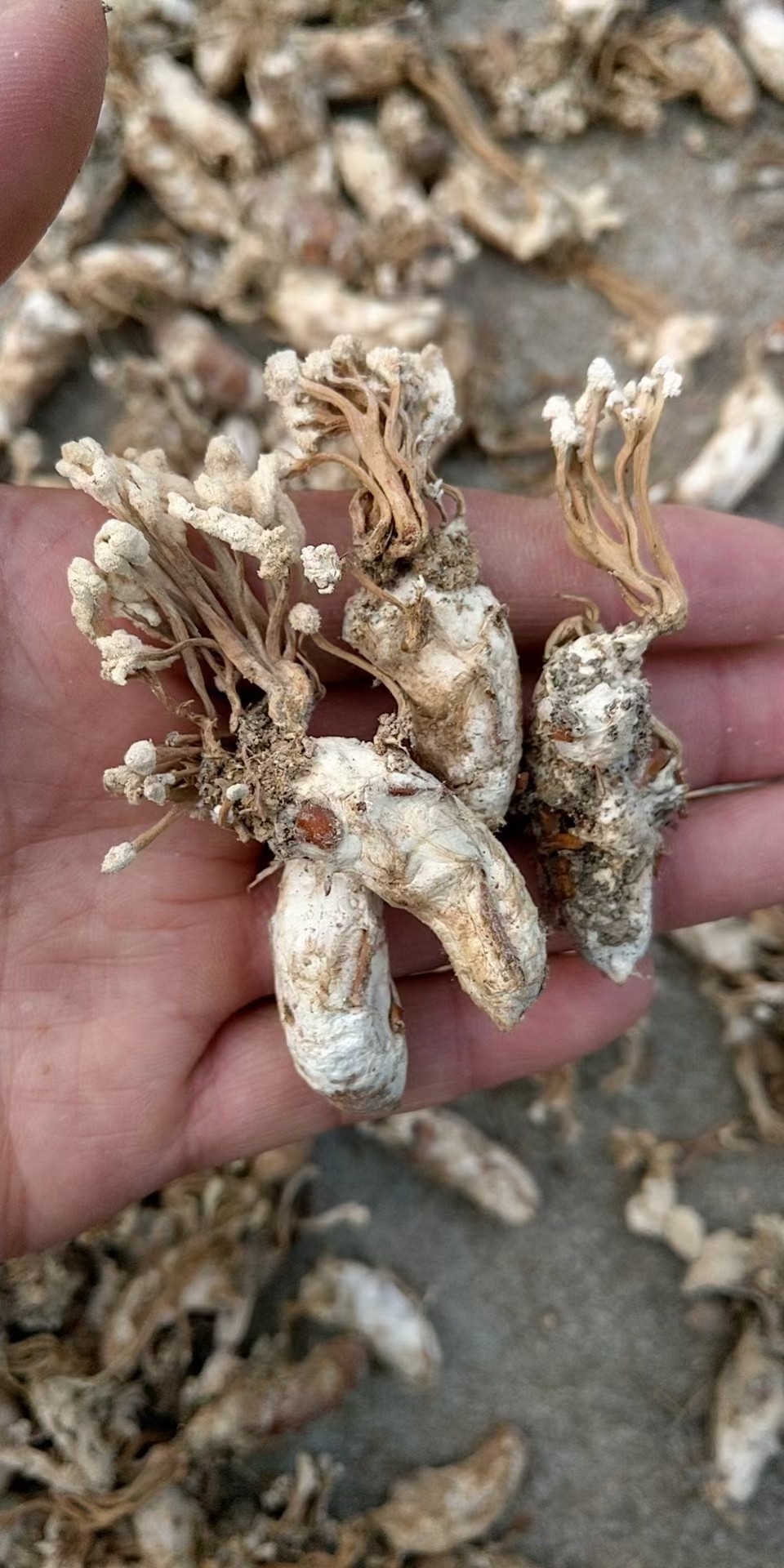 金蝉2020新货中药材500克花蝉蛹草蝉蛹山幼虫真菌传统滋补品其他