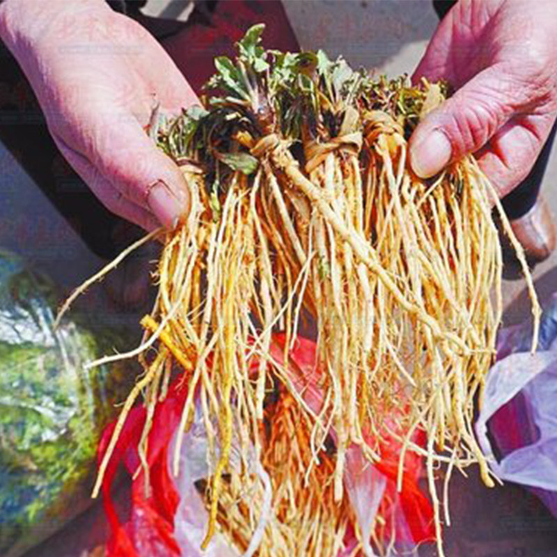 万禾农业 崇明自种有机鸡毛菜新鲜蔬菜鲜嫩宝宝辅食 250g