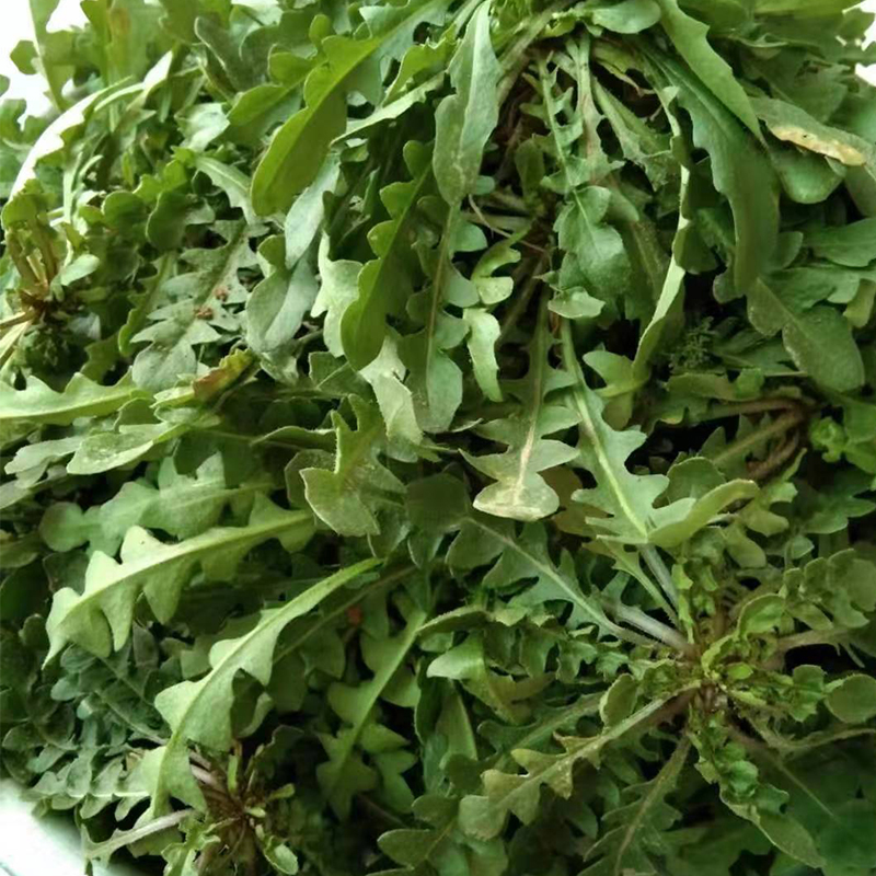 野菜荠菜速冻头茬农家菜纯野野生山东省3斤饺子荠菜