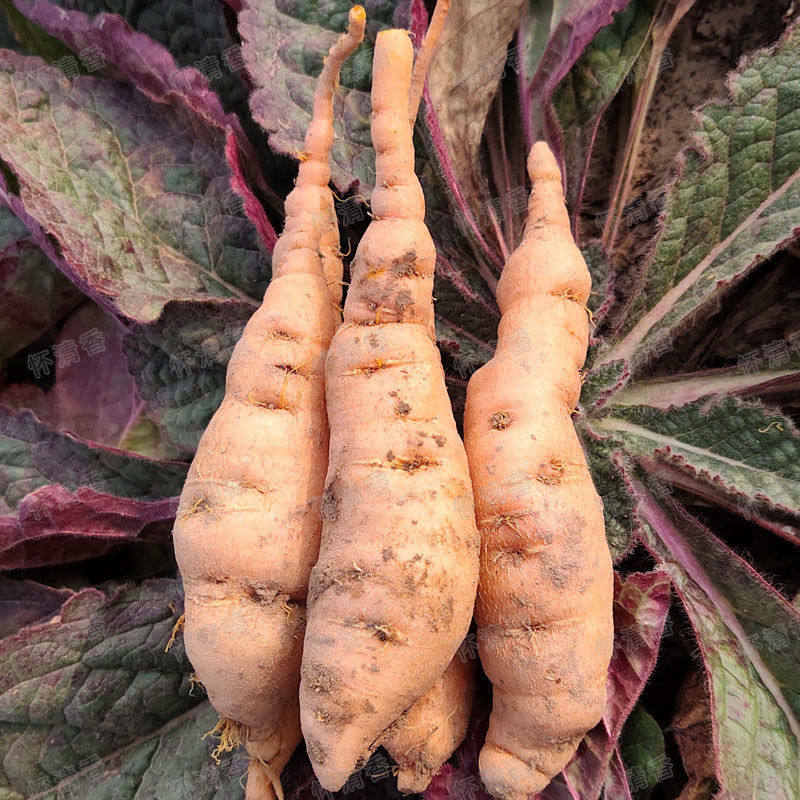 地黄生地新鲜农家现挖中药材现发野生黄须地药用生地黄