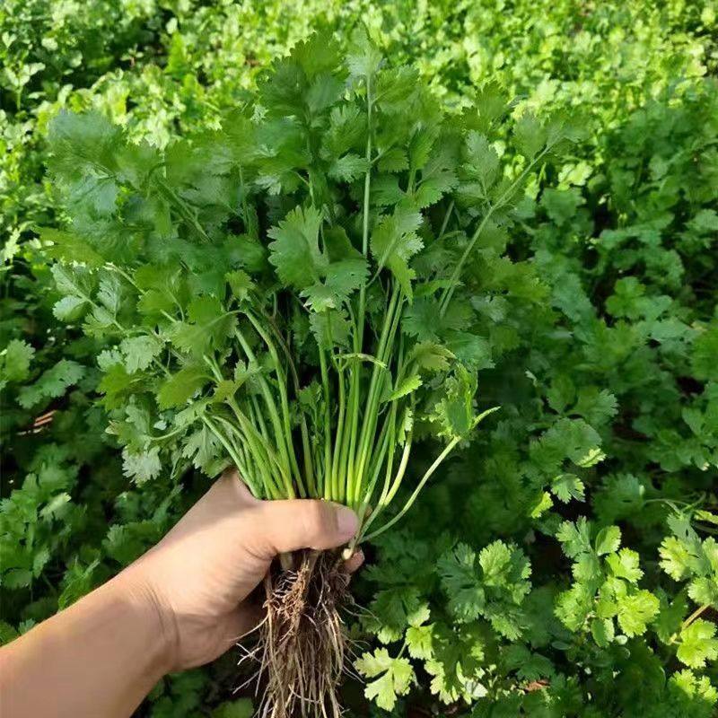 香菜小叶新鲜现挖农家种植山东特产蔬菜带根其它