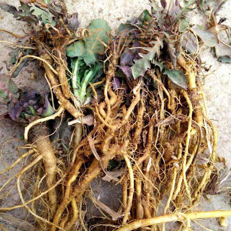 干苦菜根250g中药材纯野野生苦碟野菜晒干整根其它