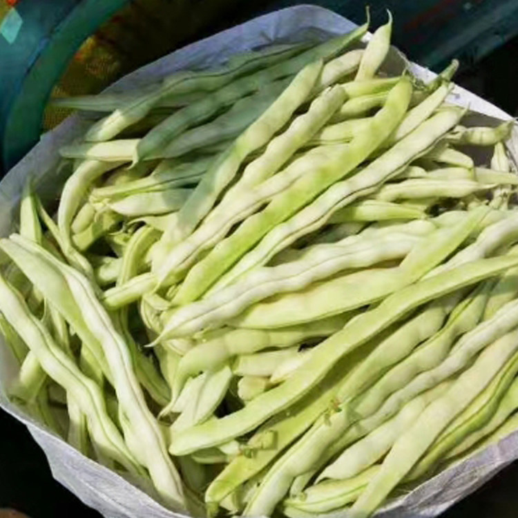 芸豆四季应季蔬菜特产山东白芸豆豆角老来农家其它