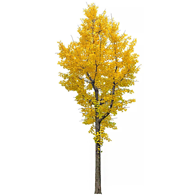 银杏树大树树苗540公分清园处理量大优惠庭院道路行道树