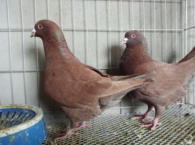 活体种鸽落地地王纯红卡奴鸽子特大公斤肉鸽鸟