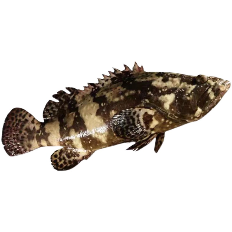 5-1.6斤鲜活生猛小石石斑鱼新鲜珍珠斑龙龙胆深海斑鱼