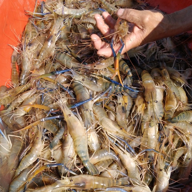 500g北京闪送鲜活罗氏虾活大虾大头虾金钱沼虾活虾