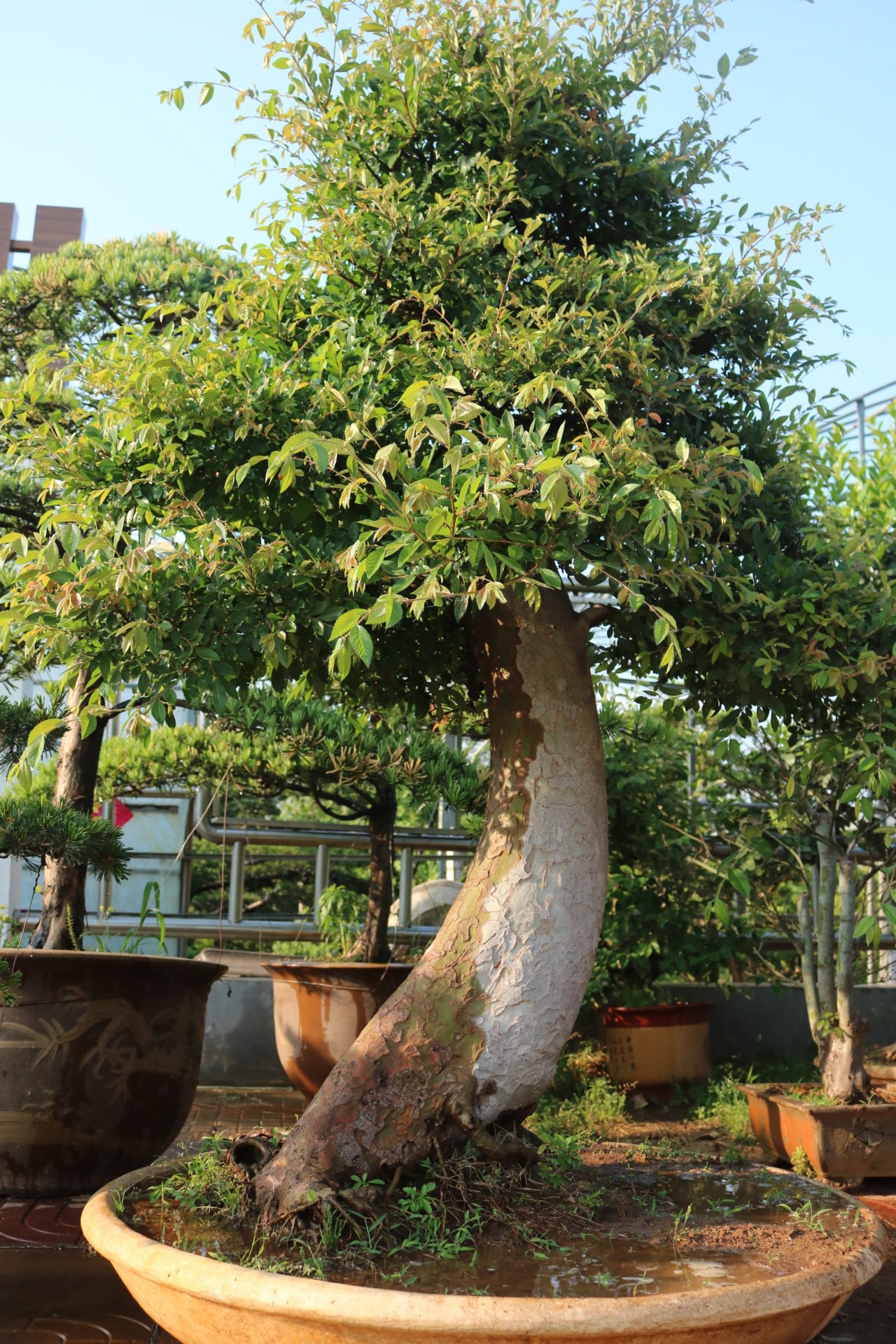榆树盆景榔榆老桩往事随风造型绿植别墅庭院大型绿植