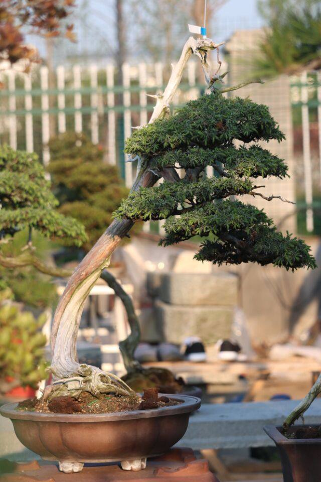 日本本系鱼川真柏精品舍利文人造型别墅庭院大型绿植