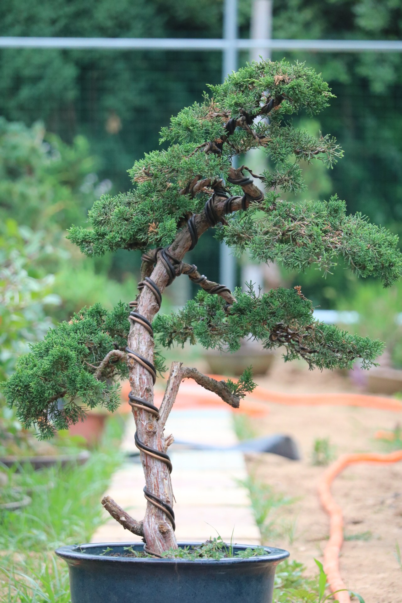 精品济州真柏盆玲珑潇洒纪州系鱼阳台别墅办公室大型绿植