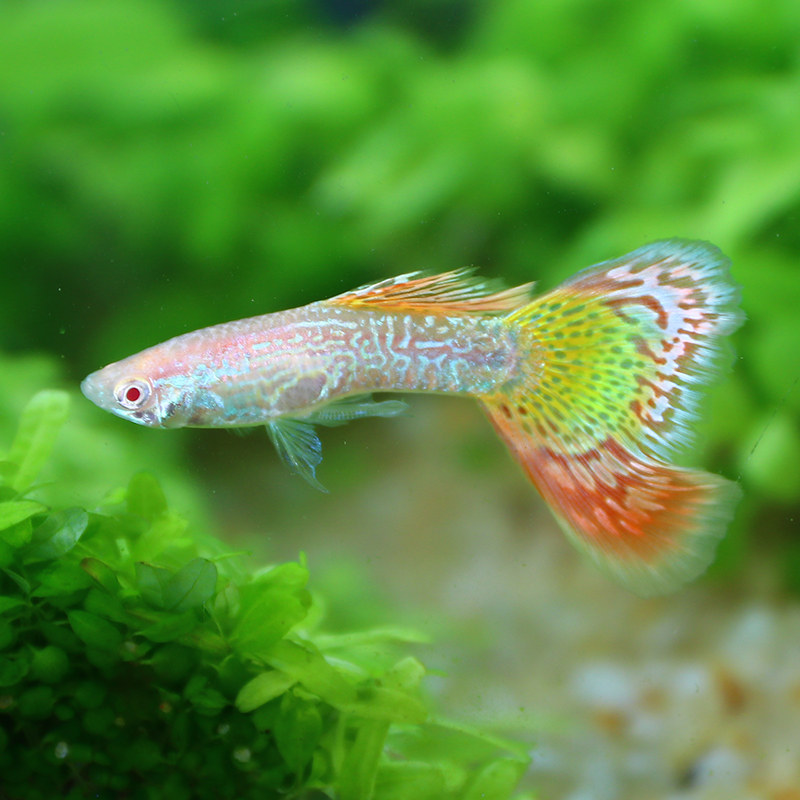 美丽孔雀鱼黄金马赛克小型热带观赏鱼一对繁殖组快递包活死亡包损