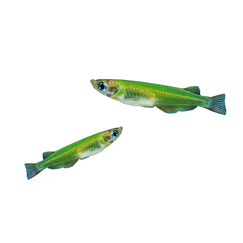 夜明珠灯鱼 绿色荧光鳉 萤光荧光鱼tk-1 观赏宠物鱼 活体