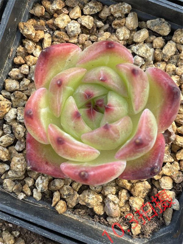 盆栽凯撒多肉植物一物一拍暗纹杂交防辐射可带多肉植物