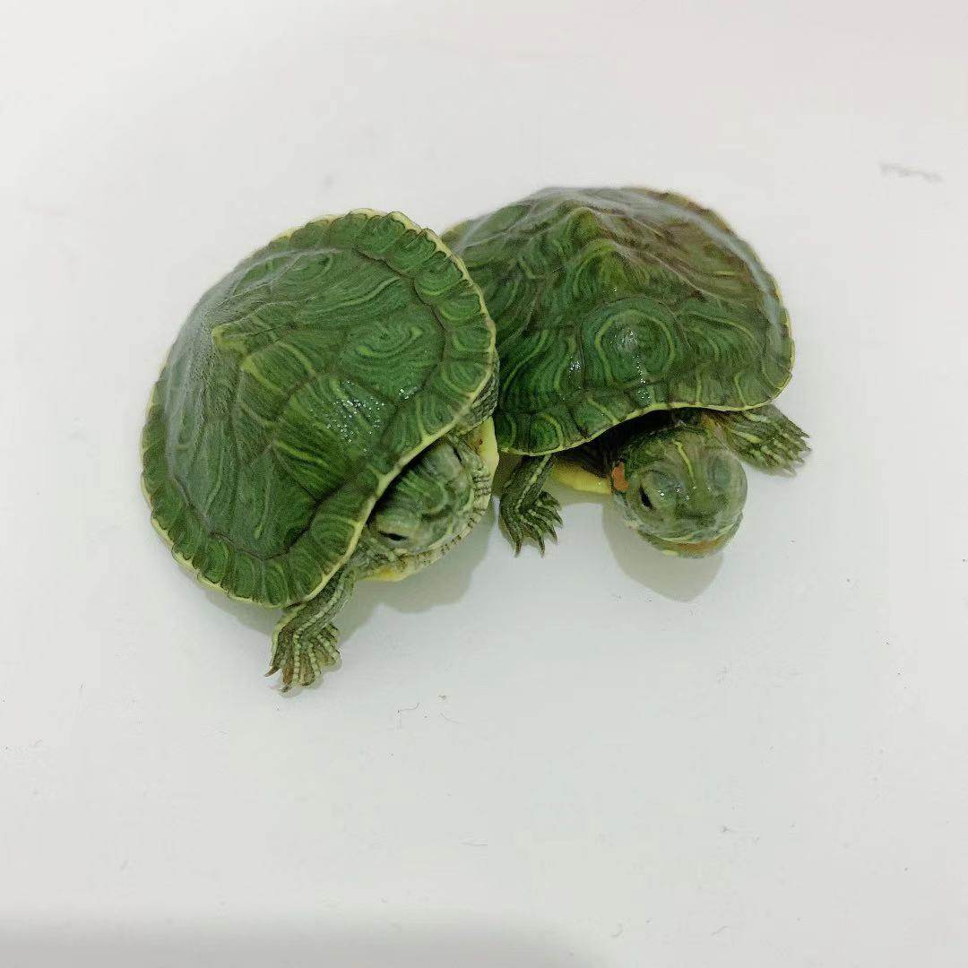 乌龟活物大巴西龟活体宠物龟长寿观赏龟绿色小彩龟水龟活物红耳龟