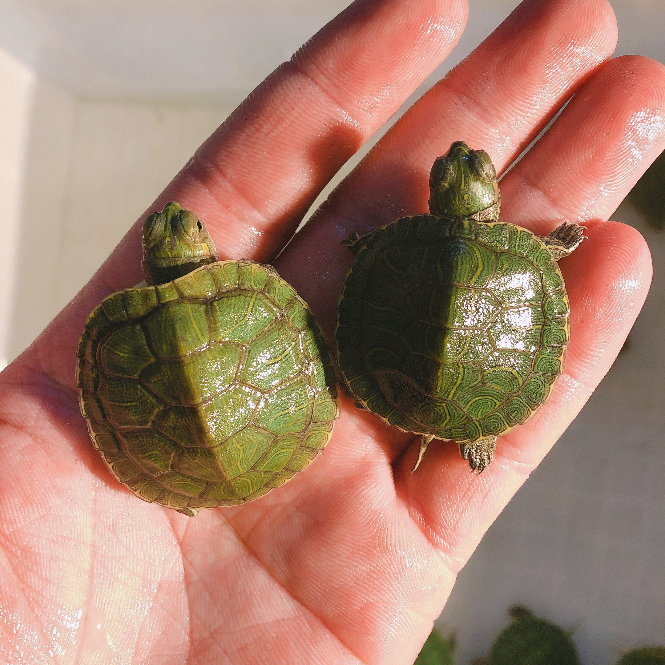 乌龟活物大巴巴西活体宠物长寿观赏绿色小彩龟