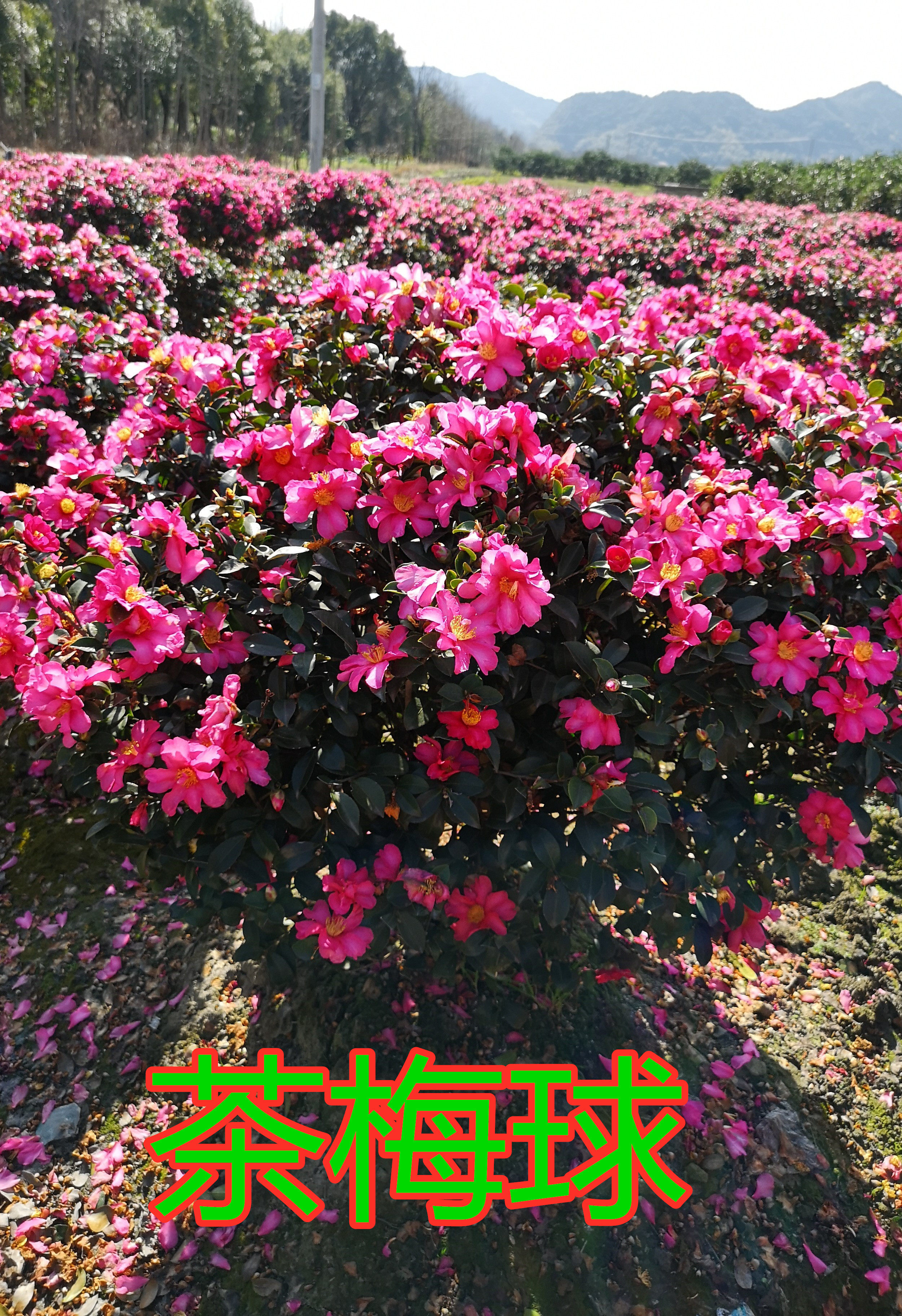 庭院别墅绿化苗茶盆栽茶梅四季常青植物花卉观叶