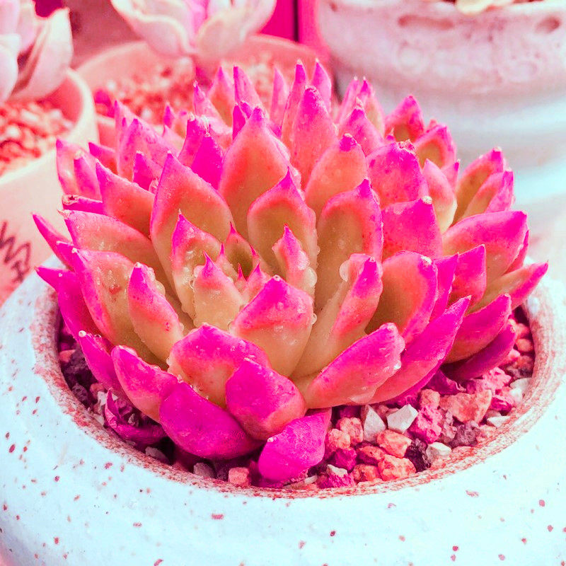 盆栽多肉植物桃蛋办公室玉露大颗好养包带盆多头多肉植物