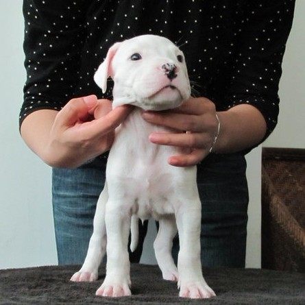 杜高犬活体幼犬巨型阿根廷杜高狗猎犬猛犬狩猎野猪狗狗