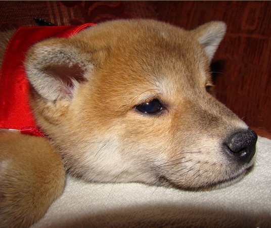 柴犬日系活体纯种幼犬宠物宠物狗狗狗赛级双血统狗狗