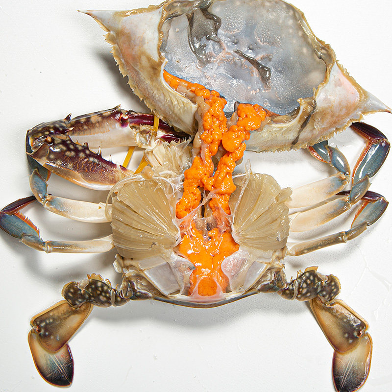 鲜活每只56两梭子蟹母满黄活蟹螃蟹红膏北京青蟹
