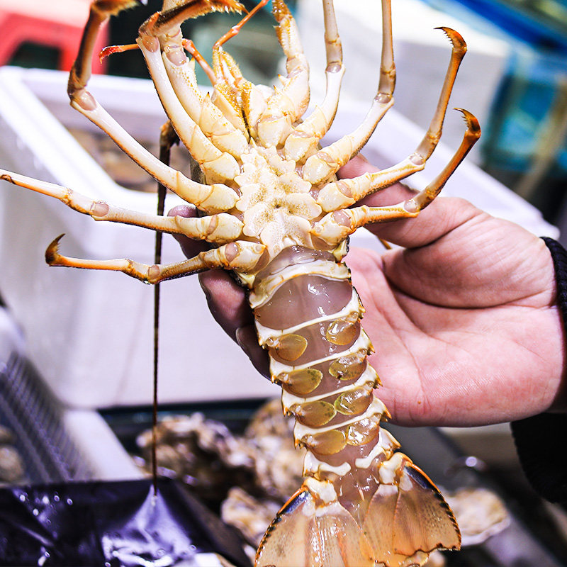 龙虾龙仔鲜活南非大龙赤龙250350g活虾