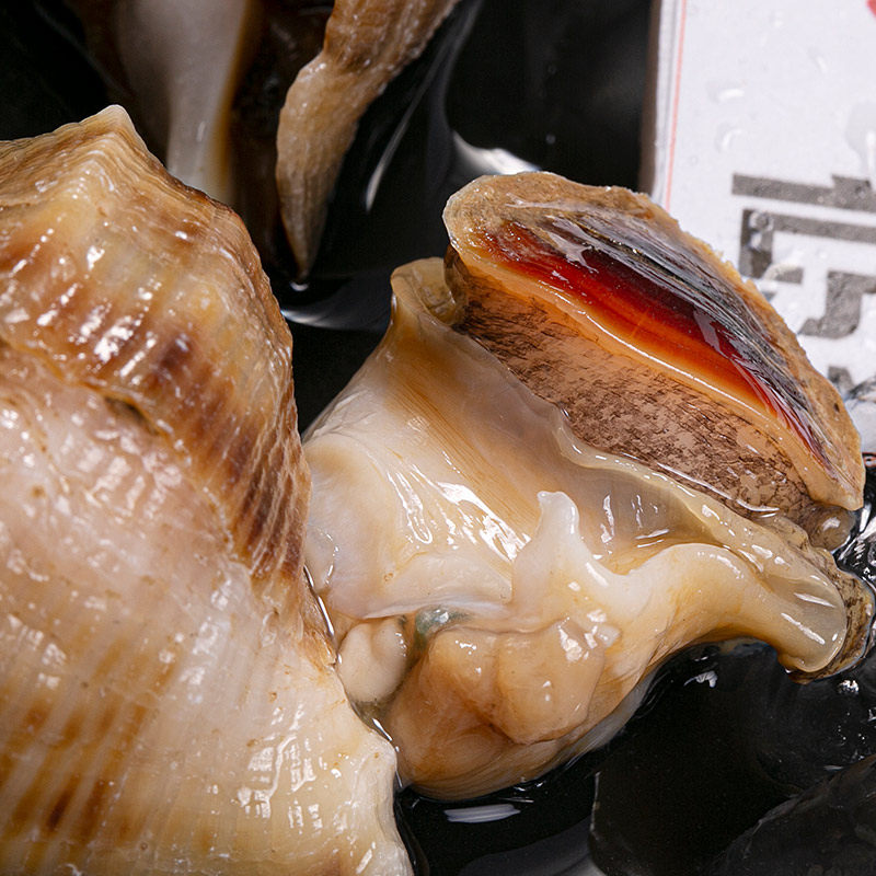 深水海螺每份500克角螺白螺肉嫩无沙蒸煮口感海螺