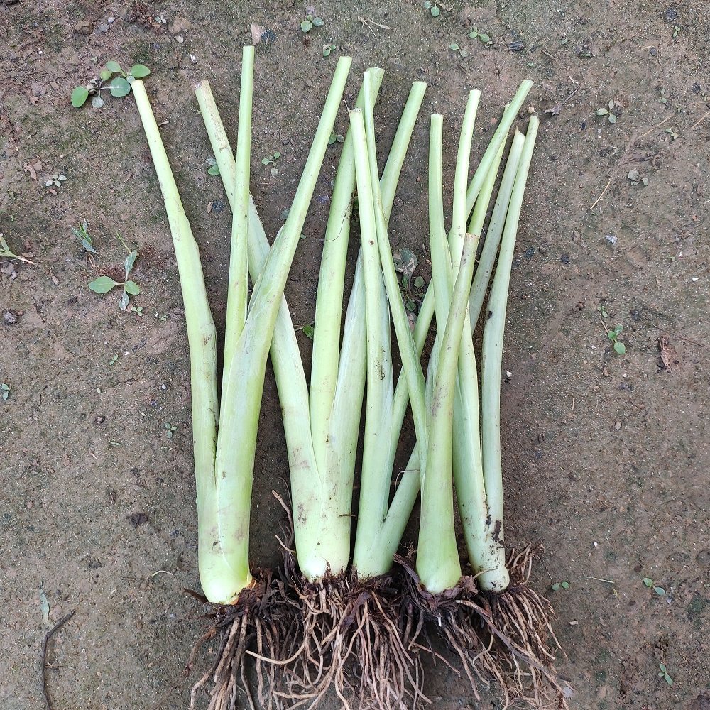 广西菜苗白芋大苗食梗白梗芋白叶芋芋荷蔬菜种苗大型绿植