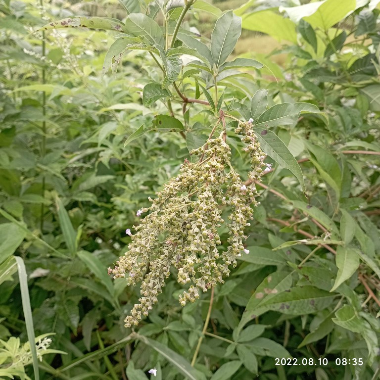 野生新货货黄带皮中药材布惊籽保健茶枕芯牡荆种子鸟食