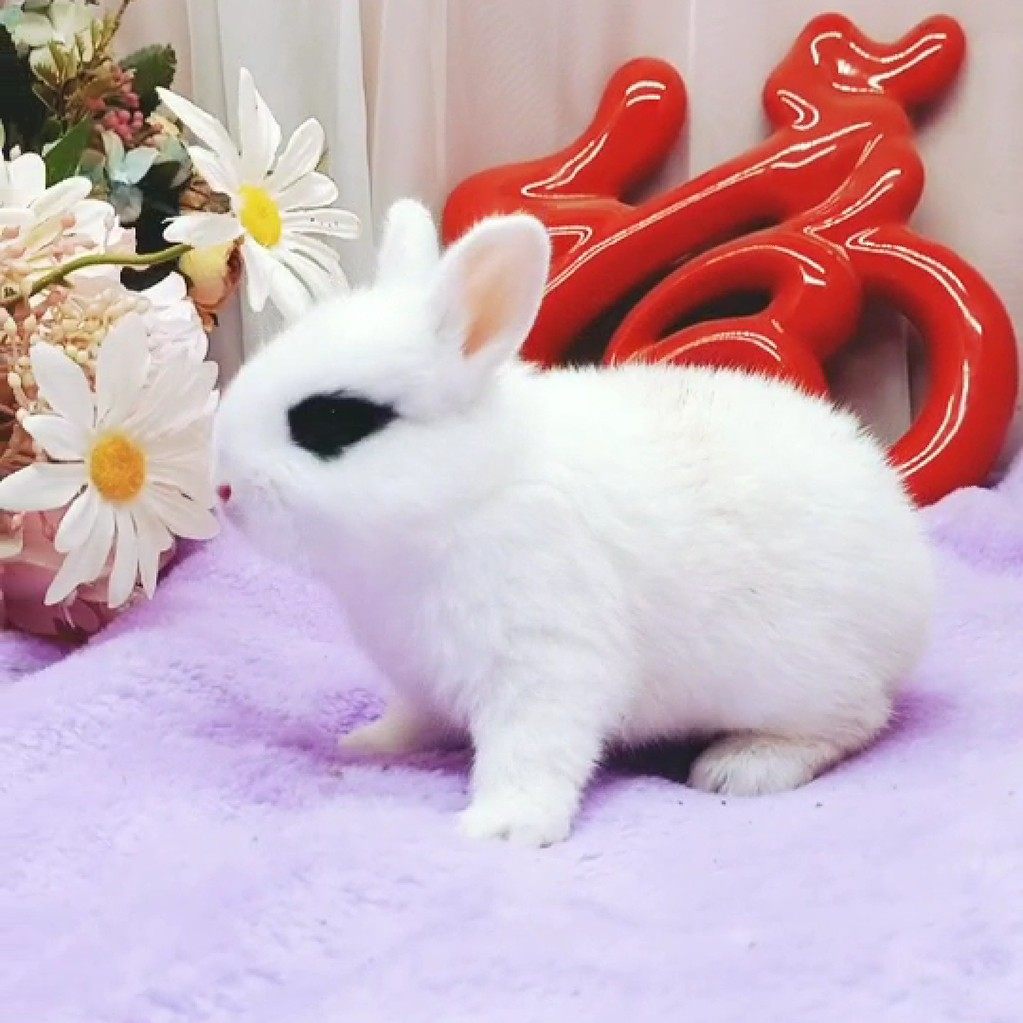 宠物侏儒活物迷你海棠凤眼茶杯兔长不大兔子兔