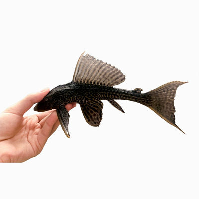 活体女王王大清道夫异型观赏鱼小底栖鱼淡水垃圾鱼