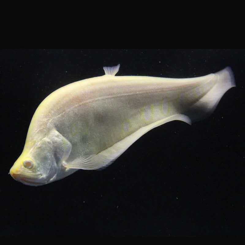 刀鱼七星白化金刀鱼热带中大型观赏淡水鱼龙鱼配鱼鱼