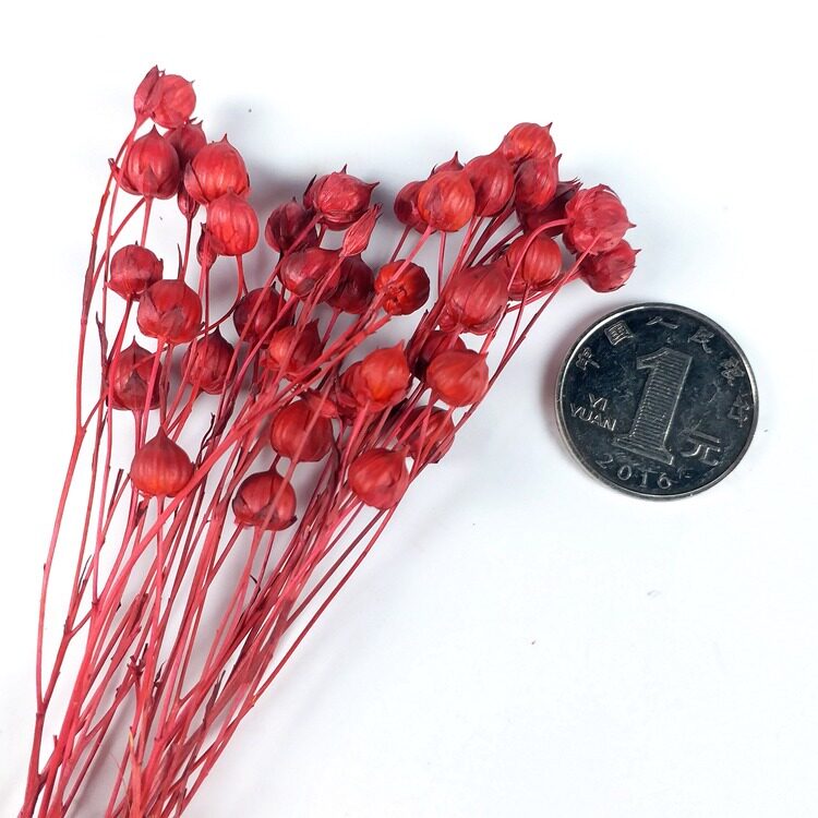 永生花花材草类富贵相思豆小份1克diy花盒客厅永生花